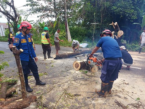 Pohon Tumbang Dievakuasi Damkar di Veteran Martapura 1 Hal 10 4 Klm Martapura Pohon tumbang