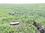 Gulma Susupan Gunung Ganggu Lahan Pertanian di HSU 29 Gulma Susupan Gunung Ganggu Lahan Pertanian di HSU