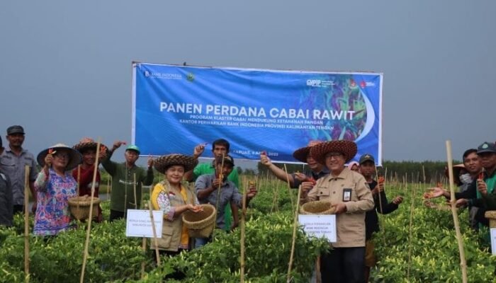 Panen Perdana Cabai di Desa Bentuk Jaya Diperkirakan Capai 14 Ton
