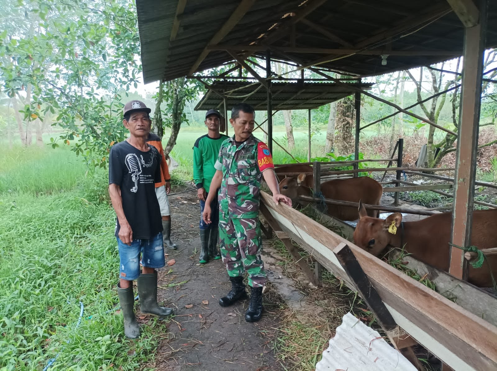 Babinsa Kapuas Hilir Berikan Penyuluhan Cara Beternak Sapi Kepada Poktan 1 IMG 20230421 WA0005