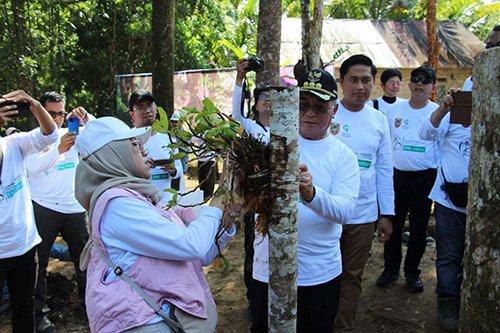 1 2 klm Penanaman anggrek