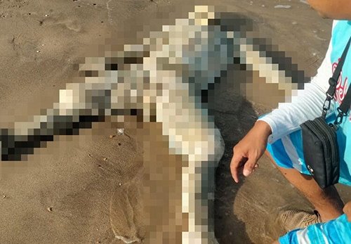 Geger Temuan Mayat di Pantai Batakan 1 6 FOTO HL Mayat di Pantai Batakan 3klm
