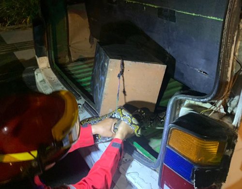 6 Piton masuk ke bagasi taksi colt 3klm