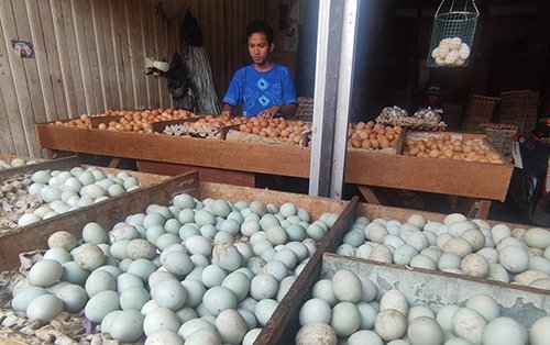 Harga Telur Ayam Ras Bertahan Rp 31 Ribu/Kilogram 1 8 2klm