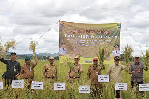 Panen Padi Petani Lokal Tambah Perputaran Ekonomi Tala 1 Hal 11 Tala 2 klm