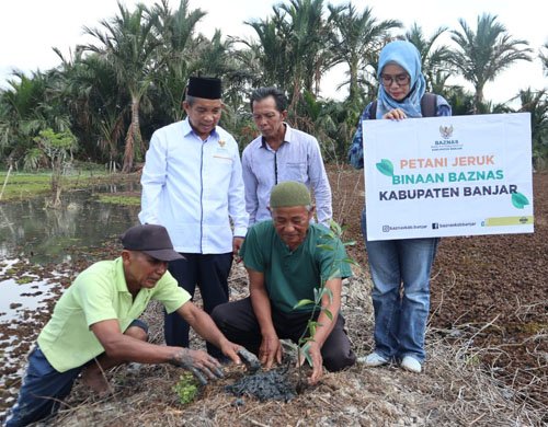 Baznas Salurkan 600 Bibit Jeruk Untuk Petani 1 Hal 16 4 Klm Martapura Bibit Jeruk