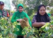 Dukung Ketahanan Pangan, Panen Lombok di Muara Rintis 11 Dukung Ketahanan Pangan, Panen Lombok di Muara Rintis