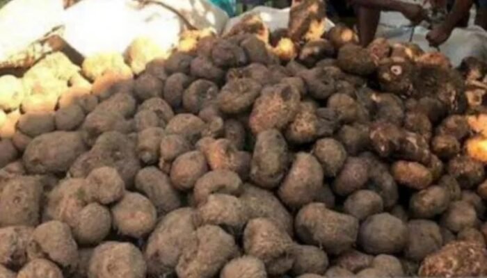 Petani Porang Balangan Keluhkan Harga Terlalu Murah