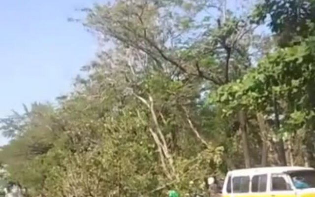 Dua Pohon Tumbang, DLH Kota Banjarmasin Ajukan Alat USG Pohon