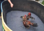 Gerebek Arena Sabung Ayam, Tim Satgasus Polda Cari Oknum Polisi