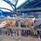 Hal 10 3 KLm Rumah potong hewan