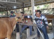 DKP3 Banjarbaru Pastikan Kondisi Hewan Kurban Sehat