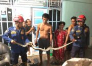 Bersiap Tidur, Pasutri di Sungai Sipai Kejatuhan Piton