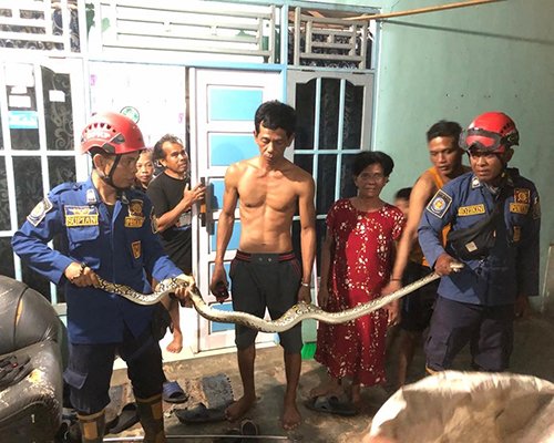 Hal 9 2Klm Piton Martapura Amankan piton