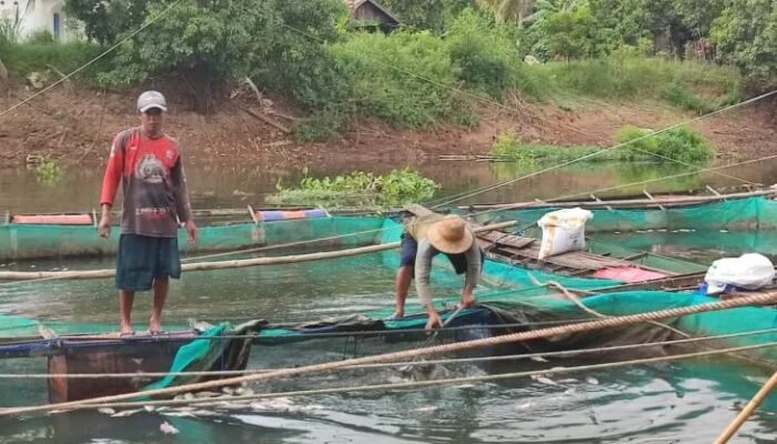 Belasan Ton Ikan Keramba di Desa Mali-Mali Karang Intan Mati, Ini Penyebabnya