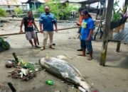 Lumba Lumba Irawadi Dolpin Mati Terdampar di Pantai Sarangtiung