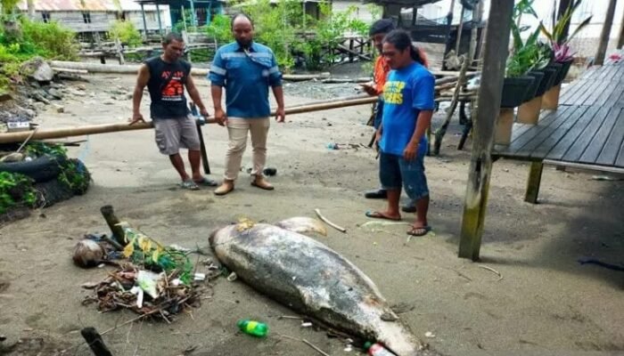 Lumba Lumba Irawadi Dolpin Mati Terdampar di Pantai Sarangtiung
