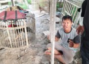 Arena Sabung Ayam Digerebek Tim Satgasus Propam Polda Kalsel
