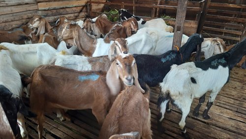 hal10 2klmkambing