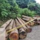 1 3 klm 5 cm adv dishut Temuan ilegal logging
