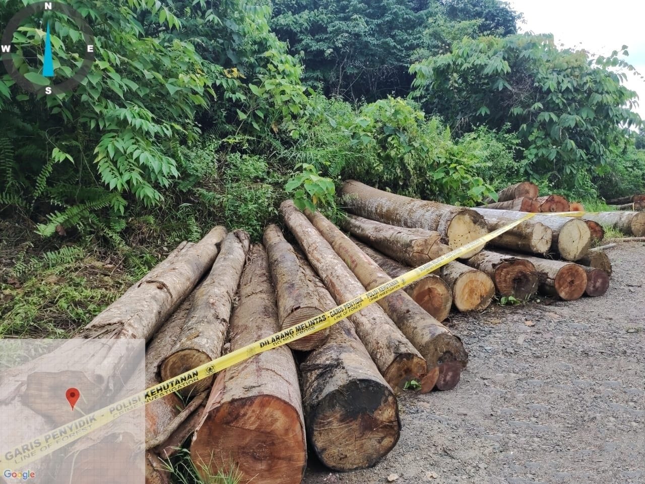 1 3 klm 5 cm adv dishut Temuan ilegal logging