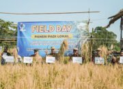 Petani Bangkal Panen Raya Dengan Metode Mulsa
