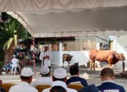 Pemkab Banjar Sembelih Lima Ekor Sapi Kurban