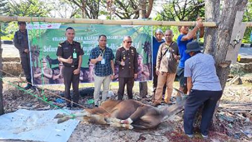 Kejari Rantau Bagi Daging Kurban Untuk Warga Sekitar 1 Hal 2 Rantau 4 klm