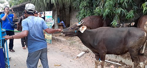 Puluhan Sapi Dibagikan Untuk Ibadah Kurban 1 Hal 2 Rantau 4 klm