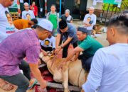 Potong Sapi Kurban, DPW PKB Kalsel Bagi Ke Masyarakat