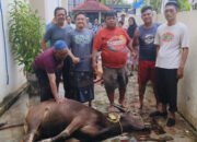 Idul Adha 1444 H, Kalimantan Post Laksanakan Ibadah Kurban