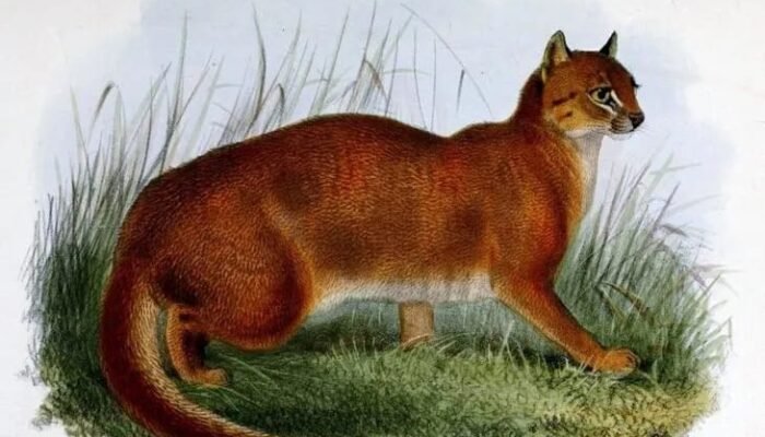 Kucing Merah Terekam Ada di Kalteng?