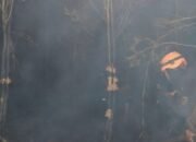 Karhutla Hanguskan Lahan Kampus II UIN Antasari Banjarbaru 16 Karhutla Hanguskan Lahan Kampus II UIN Antasari Banjarbaru