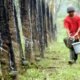 1 3 klm kebun karet