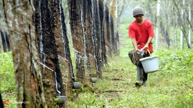 Perkebunan Karet Di Kalsel Akan Menghilang Seribu Hektare Pertahun