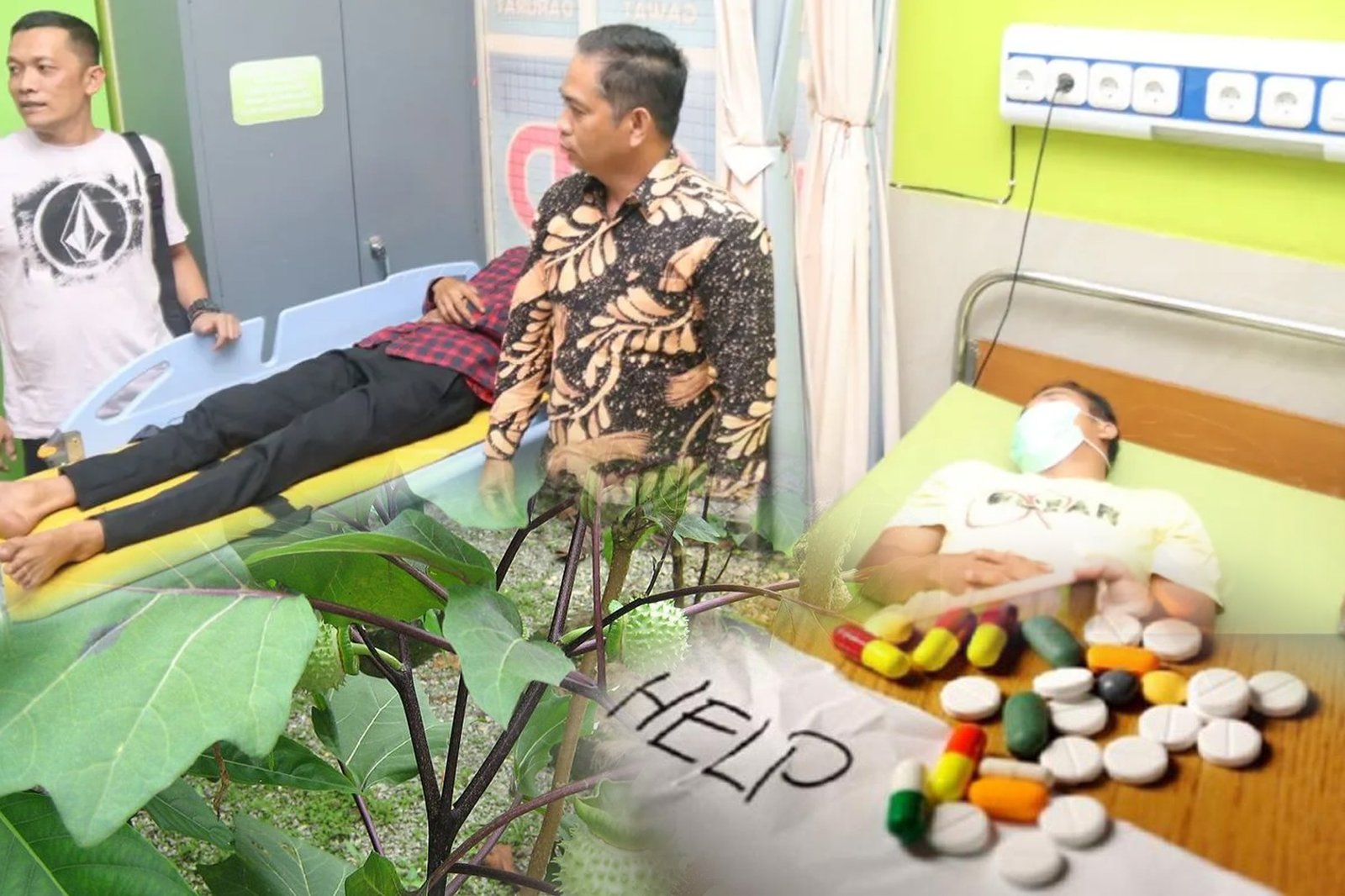 Celaka ! Racikan Kecubung - Zenith 1 1 5 klm utama pilll