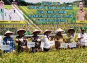 Panen Raya Padi di Desa Pembelacanan Kelumpang Selatan