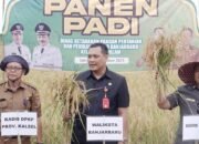 Puncak Kemarau, Warga Palam Sukses Panen Padi 21 Puncak Kemarau, Warga Palam Sukses Panen Padi