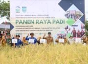 Petani Melayu Tengah Panen Raya Bersama Bupati 10 Petani Melayu Tengah Panen Raya Bersama Bupati