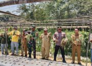 Banua Lawas Panen Bawang Merah dan Cabai