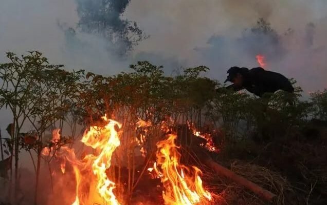 Ribuan Batang Pohon Cabai Rawit Hiyung Siap Panen di Tapin Terbakar