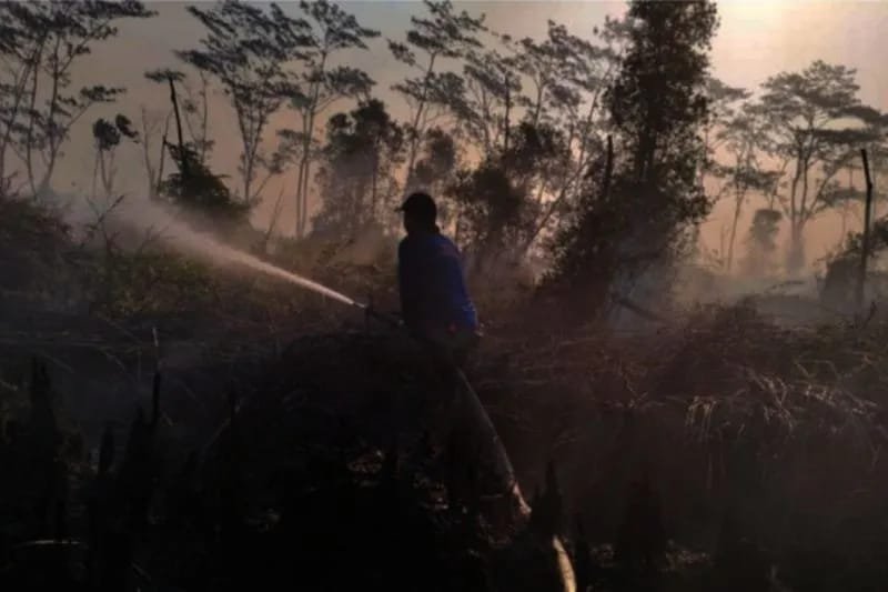 Hutan Lindung Konservasi Bekantan Terbakar, Anggota BPBD Sempat Kewalahan Menanganinya 1 IMG 20230922 WA0019
