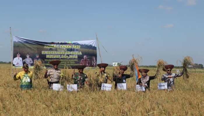Antisipasi El Nino, Pemerintah Gencarkan Program Panen dan Tanam Padi