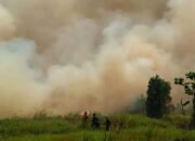 Karhutla Seluas 30 Hektare di Desa Sungai Rutas Tapin 18 Karhutla Seluas 30 Hektare di Desa Sungai Rutas Tapin