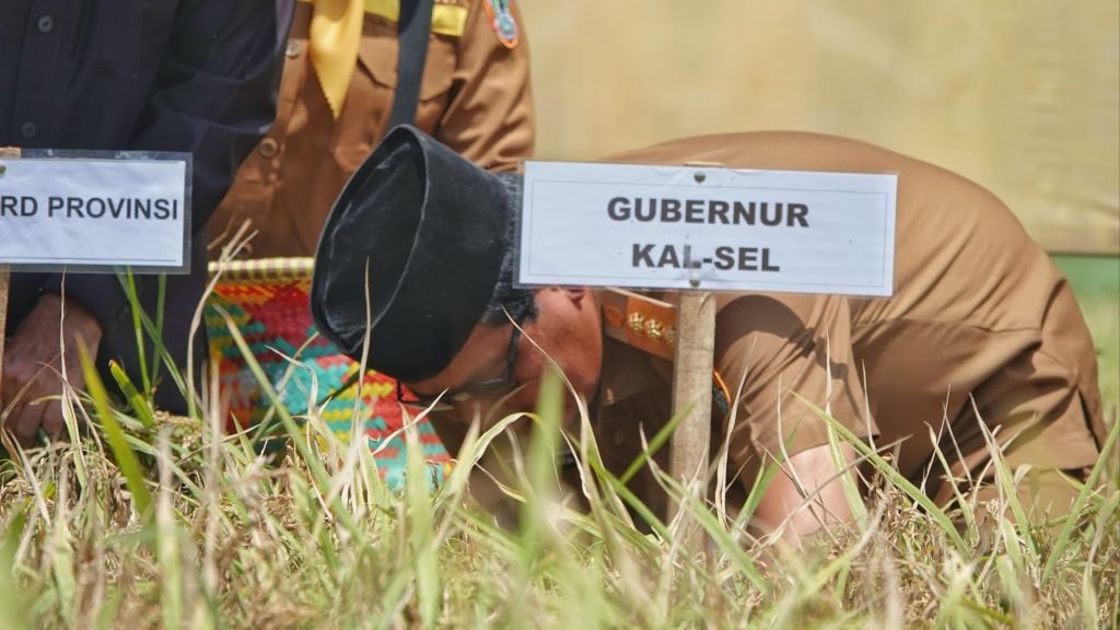 1 35 klm Kontrak Pemprov16 Paman Birin panen padi bersama petani