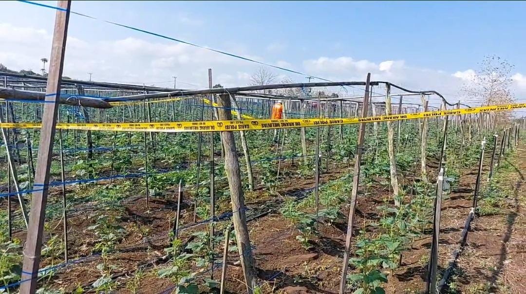 Petani Sayur Tewas di Kebun Mentimun 1 5 Tewas 2klm