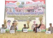 Syukuran Panen Padi, Antisipasi Dampak El Nino Desa Ampukung.
