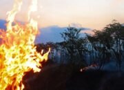 Karhutla, Ratusan Ribu Rawit Hiyung Terbakar di Tapin