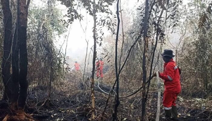 Karhutla Rambah Hutan Galam di Kawasan Gubernur Sarkawi Banjarbaru
