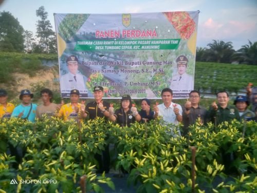Di Tengah Cuaca Kurang Bersahabat, Panen Cabai Rawit Perdana Kelompok Hamparan Tani Gunung Mas 1 IMG 20231028 WA0029 e1698495978580